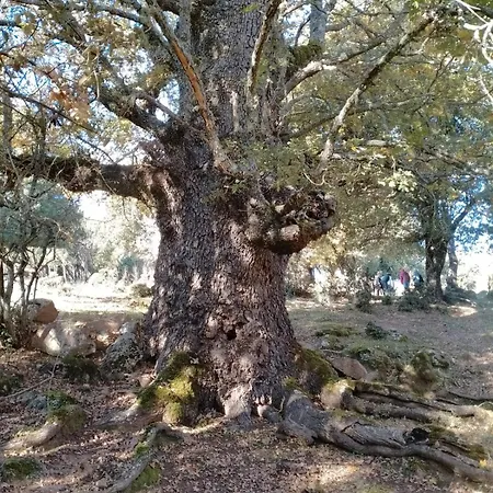 Biginau ' E Giosso Konukevi *