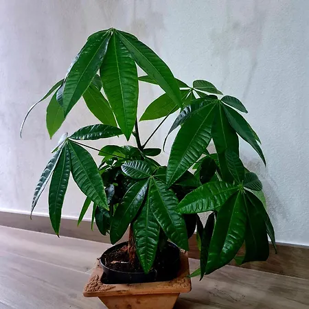 Biginau ' E Giosso Konukevi *