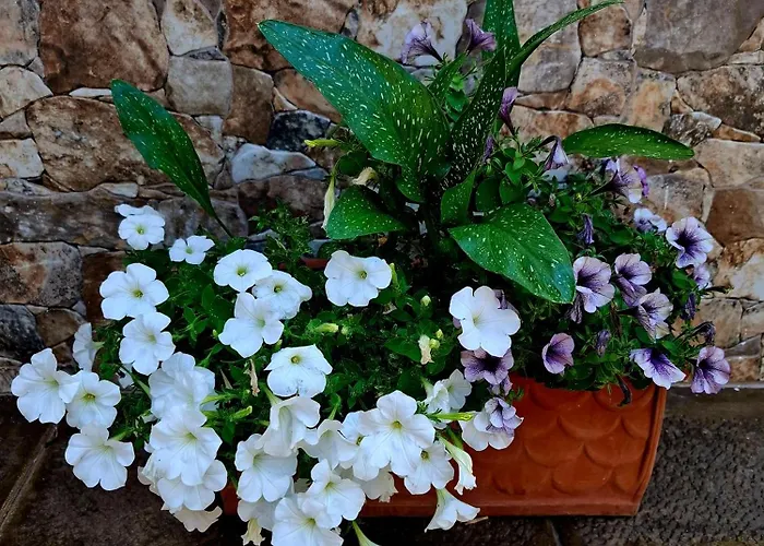 Biginau ' E Giosso *